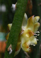 R dissimilis forma epiphyllanthoides
